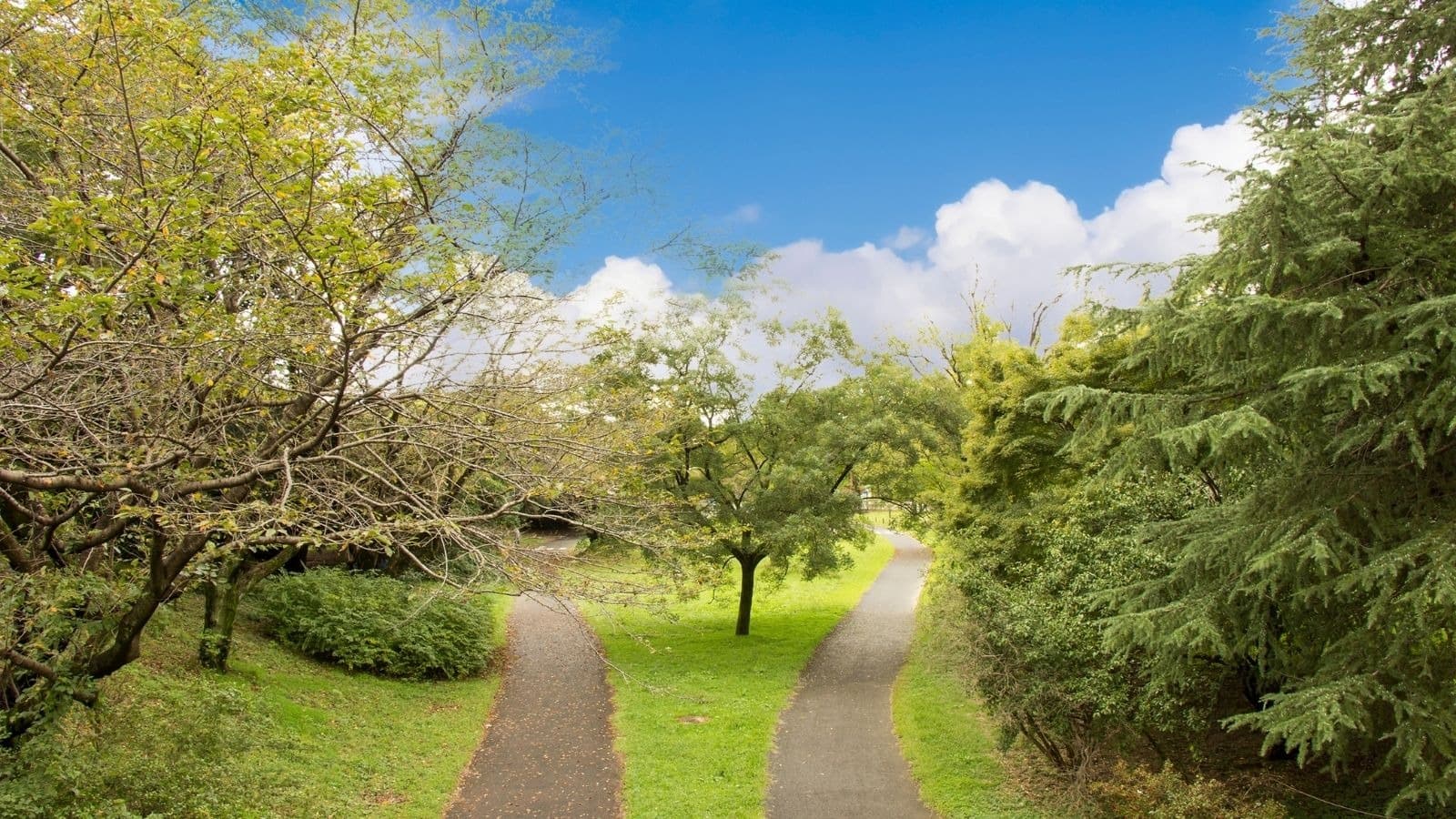 Petit chemin lumineux au milieu des arbres